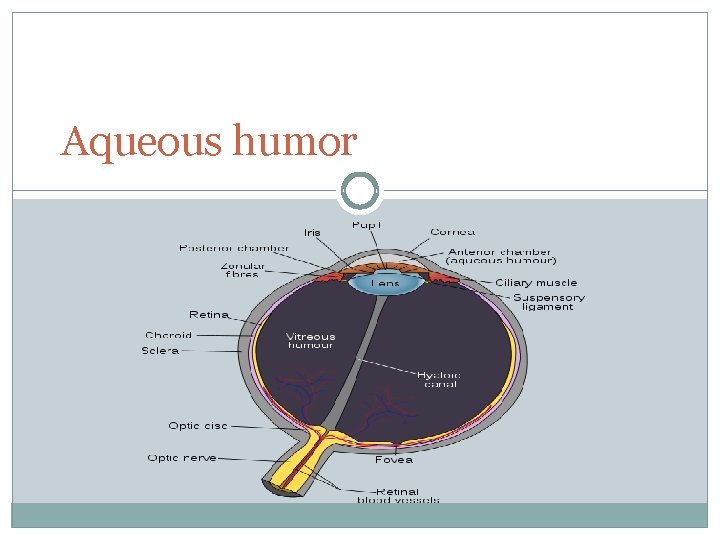 Aqueous humor 