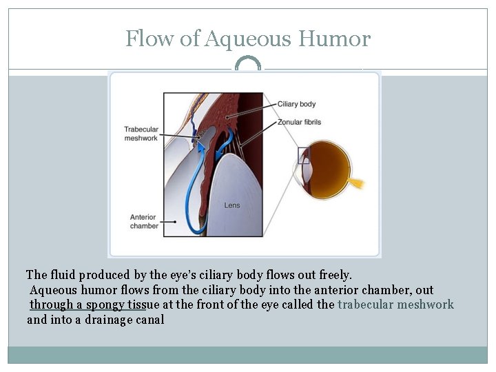 Flow of Aqueous Humor The fluid produced by the eye’s ciliary body flows out