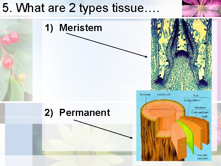 5. What are 2 types tissue…. 1) Meristem 2) Permanent 