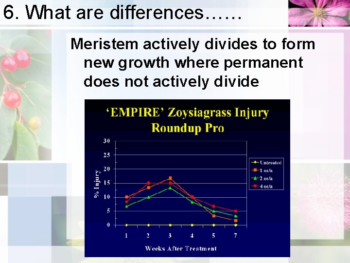 6. What are differences…… Meristem actively divides to form new growth where permanent does