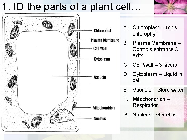 1. ID the parts of a plant cell… A. Chloroplast – holds chlorophyll B.