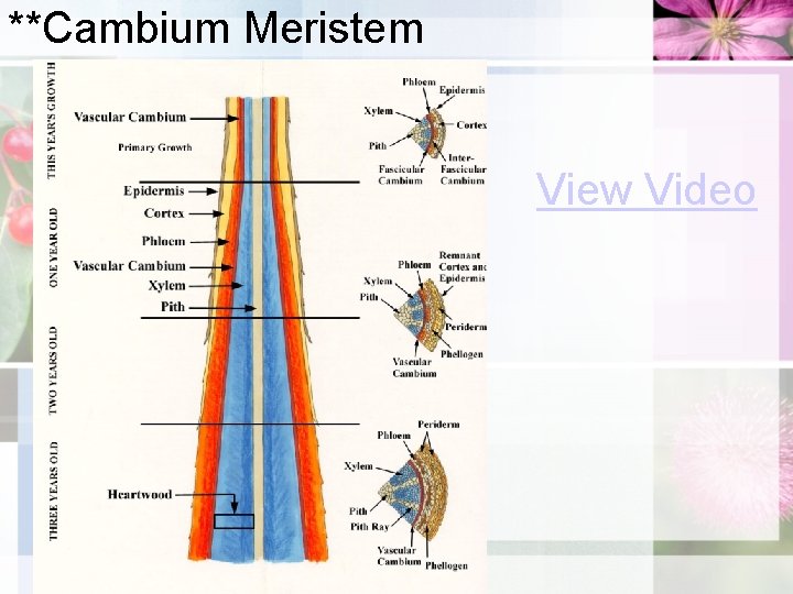 **Cambium Meristem View Video 