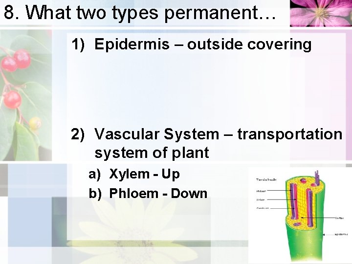 8. What two types permanent… 1) Epidermis – outside covering 2) Vascular System –