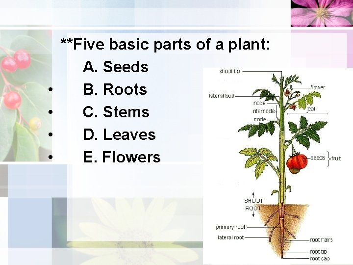  • • **Five basic parts of a plant: A. Seeds B. Roots C.