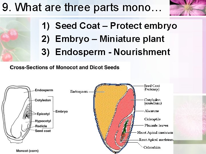 9. What are three parts mono… 1) Seed Coat – Protect embryo 2) Embryo