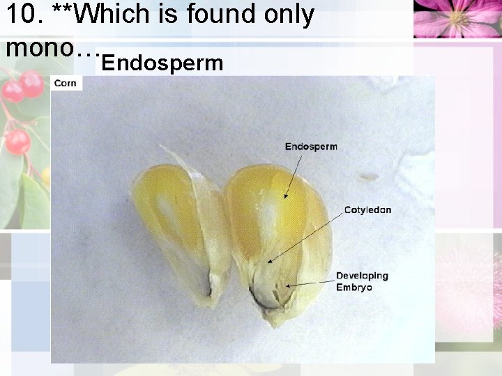 10. **Which is found only mono…Endosperm 