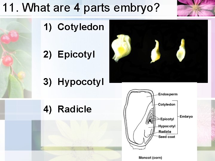 11. What are 4 parts embryo? 1) Cotyledon 2) Epicotyl 3) Hypocotyl 4) Radicle