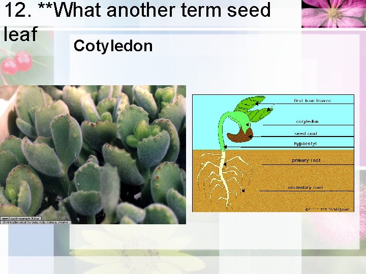 12. **What another term seed leaf Cotyledon 