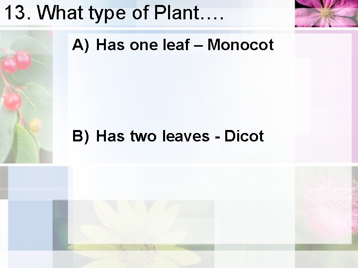 13. What type of Plant…. A) Has one leaf – Monocot B) Has two