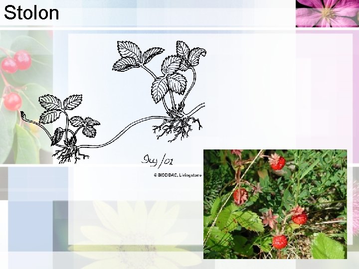 Stolon 
