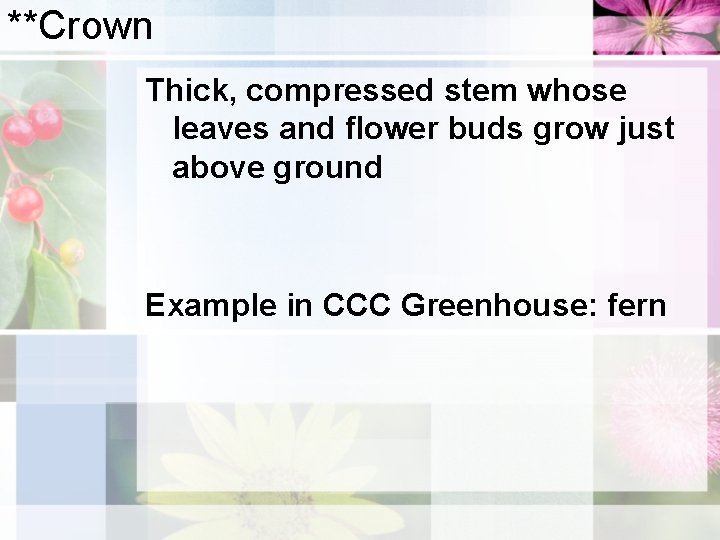 **Crown Thick, compressed stem whose leaves and flower buds grow just above ground Example