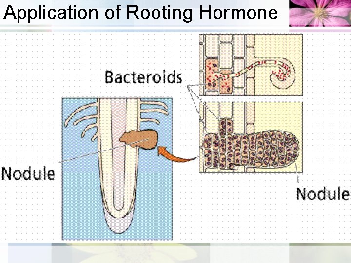 Application of Rooting Hormone 