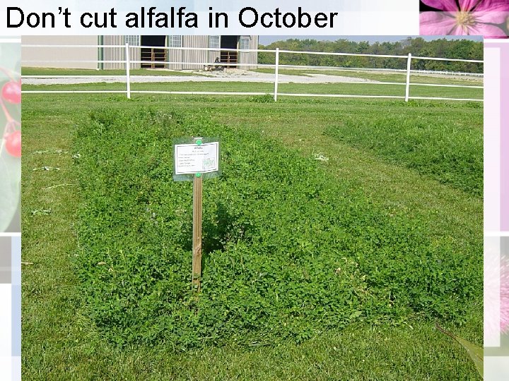 Don’t cut alfalfa in October 