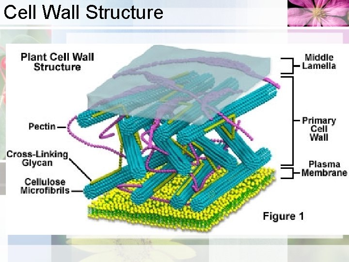 Cell Wall Structure 