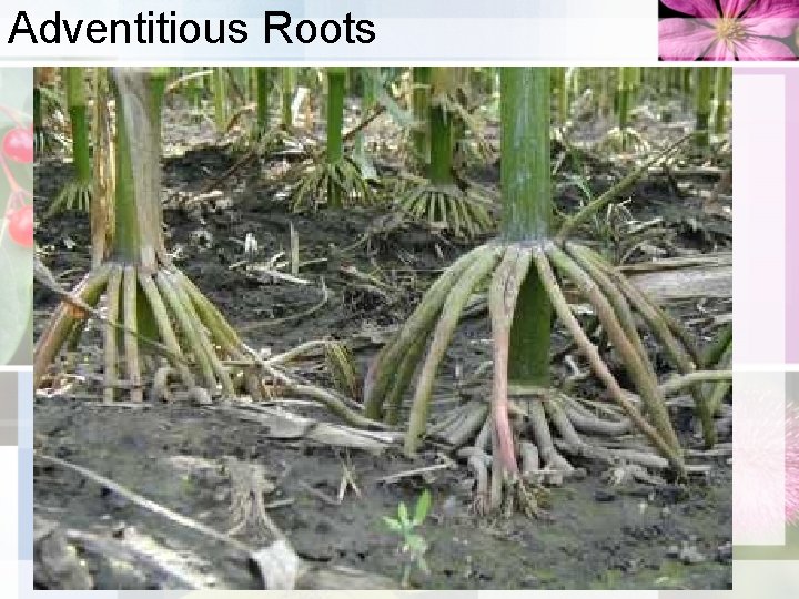 Adventitious Roots 