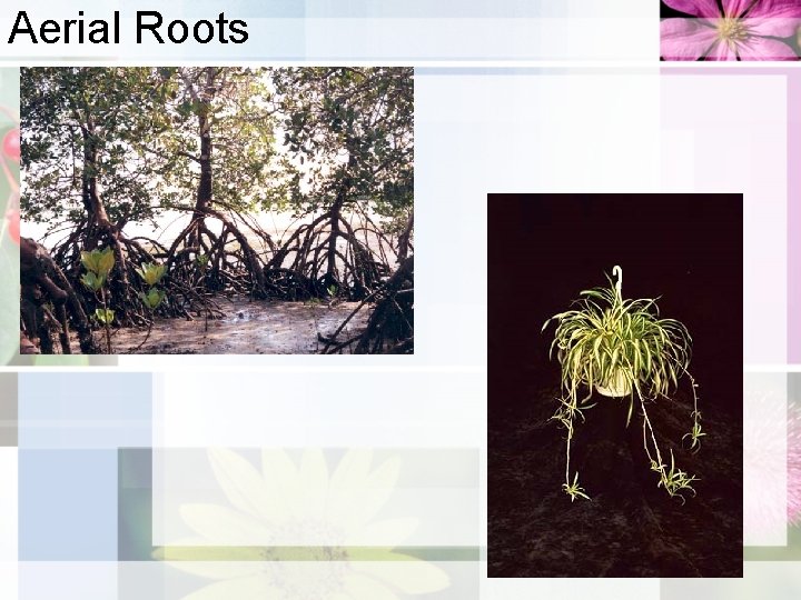 Aerial Roots 