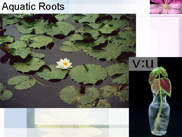 Aquatic Roots 