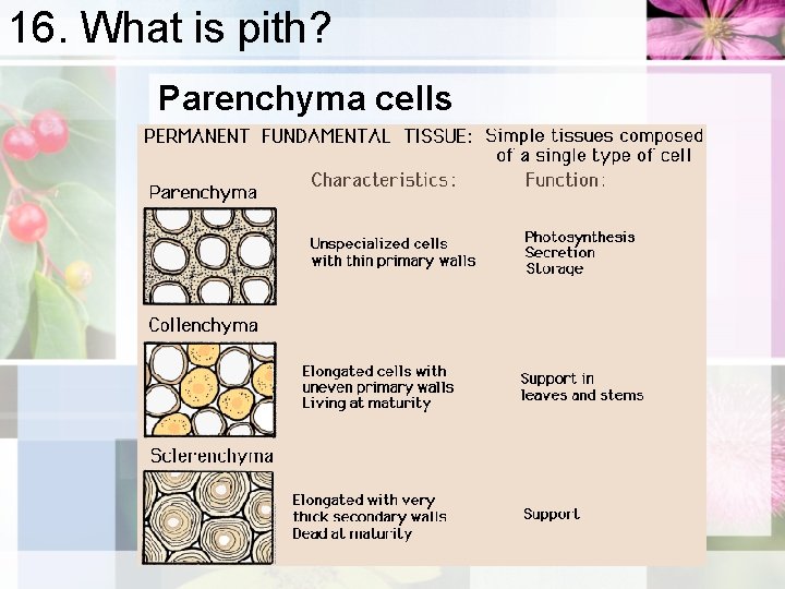 16. What is pith? Parenchyma cells 