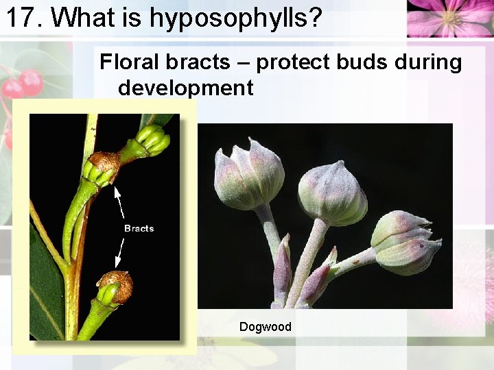 17. What is hyposophylls? Floral bracts – protect buds during development Dogwood 
