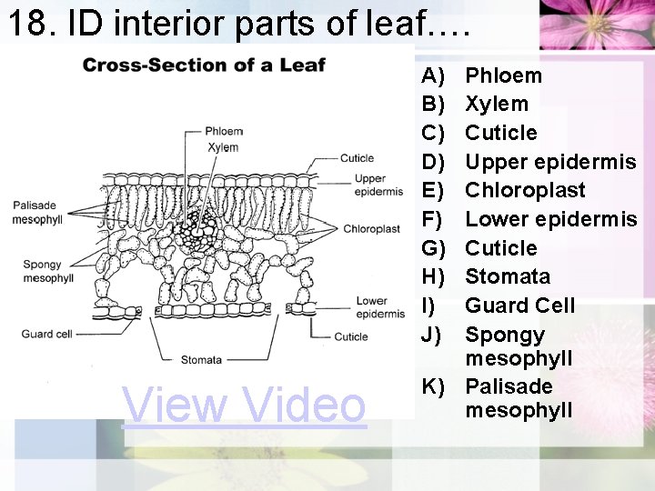 18. ID interior parts of leaf…. A) B) C) D) E) F) G) H)