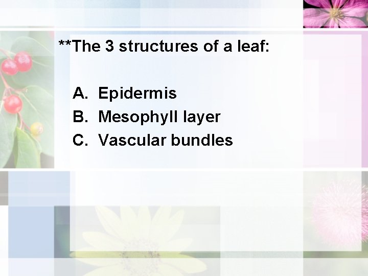**The 3 structures of a leaf: A. Epidermis B. Mesophyll layer C. Vascular bundles