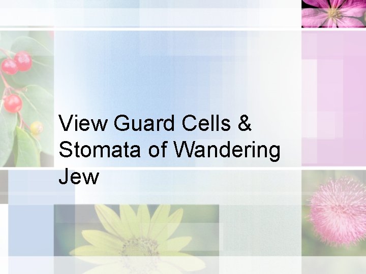 View Guard Cells & Stomata of Wandering Jew 