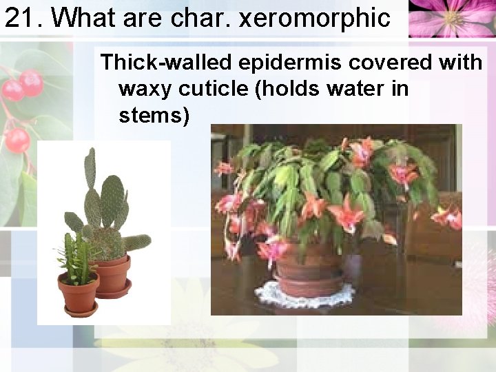 21. What are char. xeromorphic Thick-walled epidermis covered with waxy cuticle (holds water in