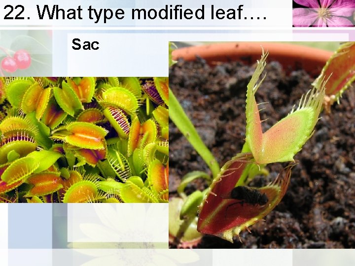 22. What type modified leaf…. Sac 