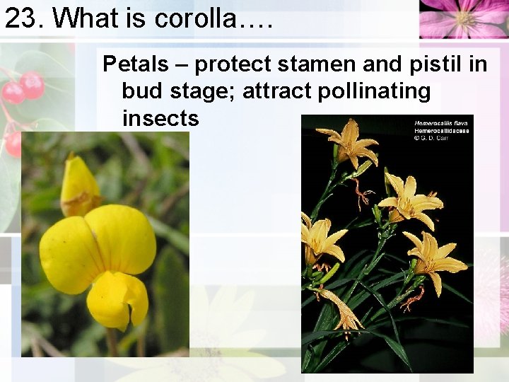 23. What is corolla…. Petals – protect stamen and pistil in bud stage; attract