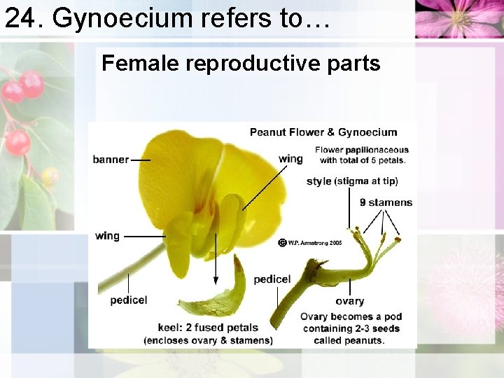 24. Gynoecium refers to… Female reproductive parts 