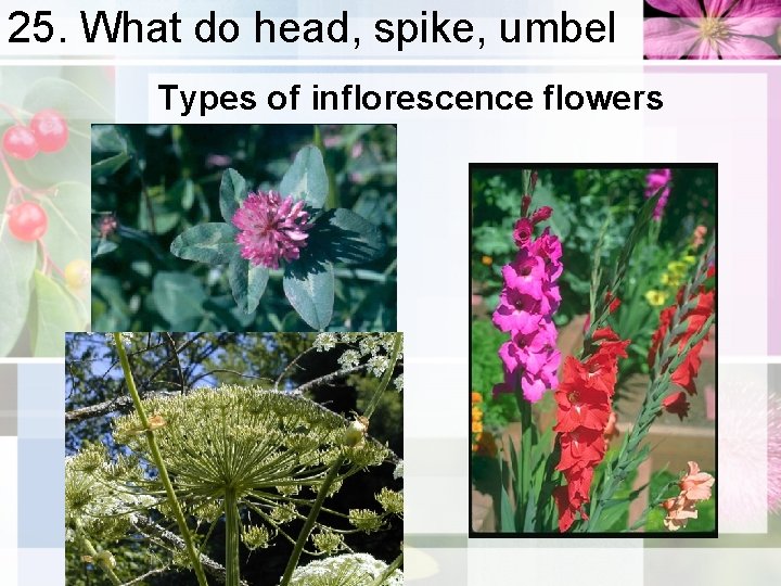 25. What do head, spike, umbel Types of inflorescence flowers 