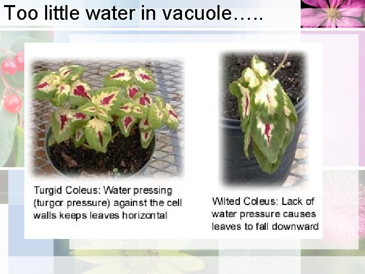 Too little water in vacuole…. . 