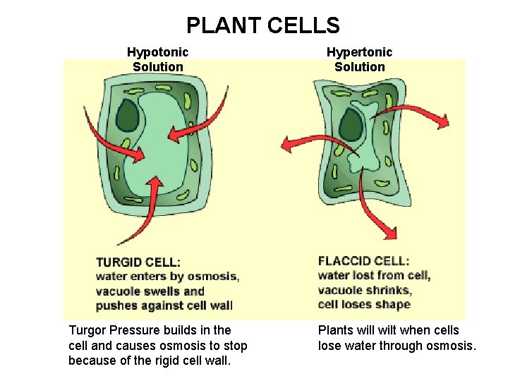 PLANT CELLS Hypotonic Solution Turgor Pressure builds in the cell and causes osmosis to