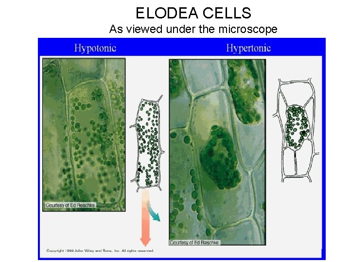 ELODEA CELLS As viewed under the microscope 