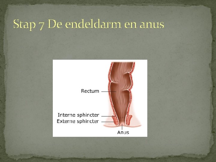 Stap 7 De endeldarm en anus 