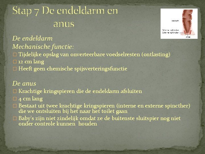 Stap 7 De endeldarm en anus De endeldarm Mechanische functie: � Tijdelijke opslag van