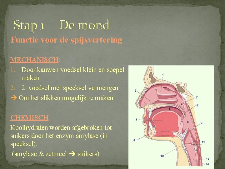 Stap 1 De mond Functie voor de spijsvertering MECHANISCH: 1. Door kauwen voedsel klein