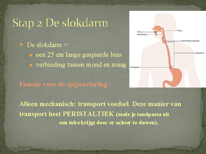 Stap 2 De slokdarm w De slokdarm = n een 25 cm lange gespierde