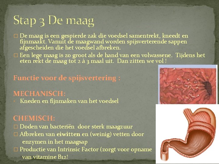 Stap 3 De maag � De maag is een gespierde zak die voedsel samentrekt,