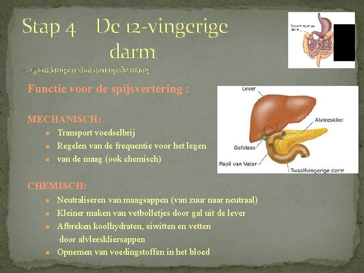 Stap 4 De 12 -vingerige darm = 25 cm lang en sluit aan op