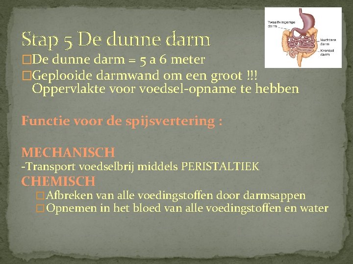 Stap 5 De dunne darm �De dunne darm = 5 a 6 meter �Geplooide