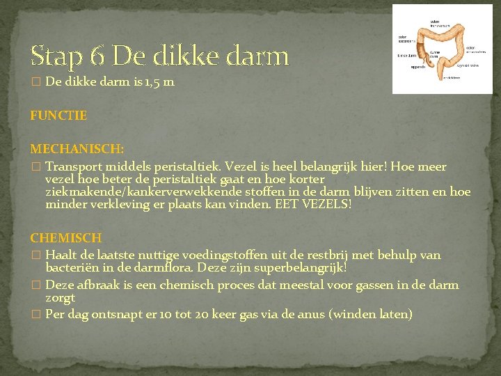 Stap 6 De dikke darm � De dikke darm is 1, 5 m FUNCTIE