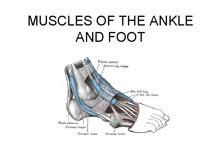 MUSCLES OF THE ANKLE AND FOOT 