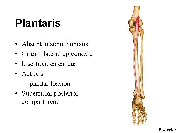 Plantaris • • Absent in some humans Origin: lateral epicondyle Insertion: calcaneus Actions: –