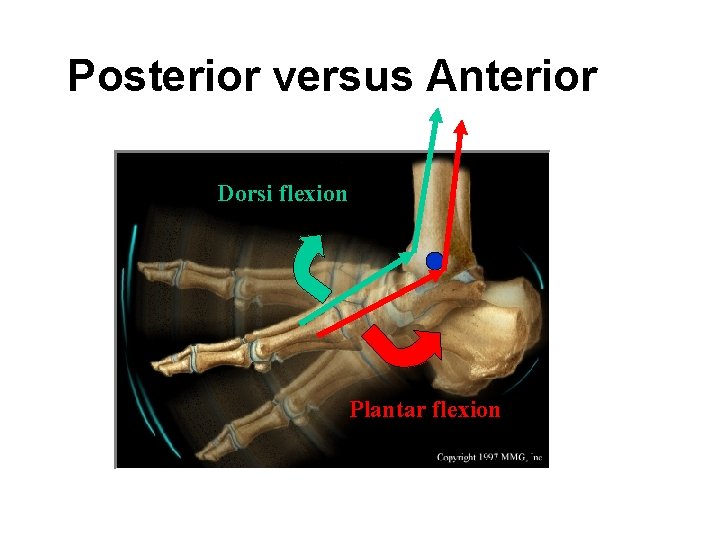 Posterior versus Anterior Dorsi flexion Plantar flexion 