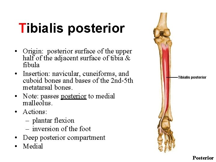 Tibialis posterior • Origin: posterior surface of the upper half of the adjacent surface