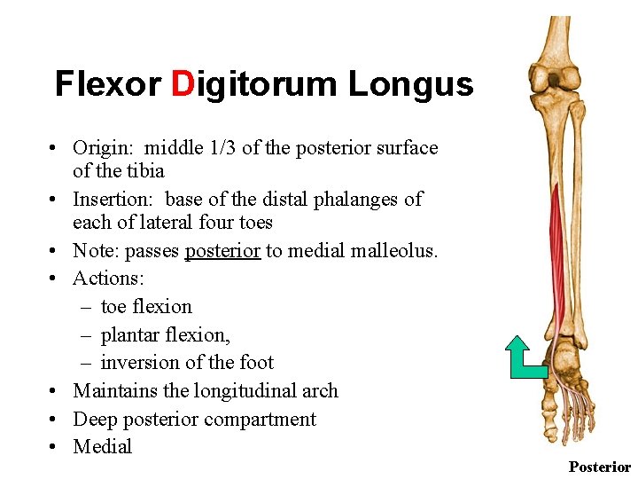 Flexor Digitorum Longus • Origin: middle 1/3 of the posterior surface of the tibia