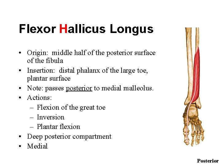 Flexor Hallicus Longus • Origin: middle half of the posterior surface of the fibula