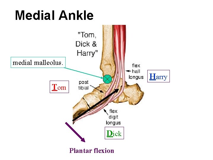 Medial Ankle medial malleolus. Harry Tom Dick Plantar flexion 