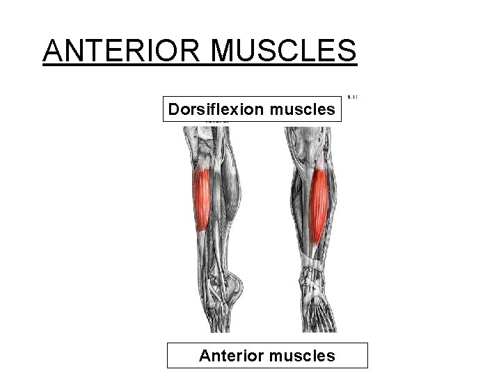 ANTERIOR MUSCLES Dorsiflexion muscles Anterior muscles 